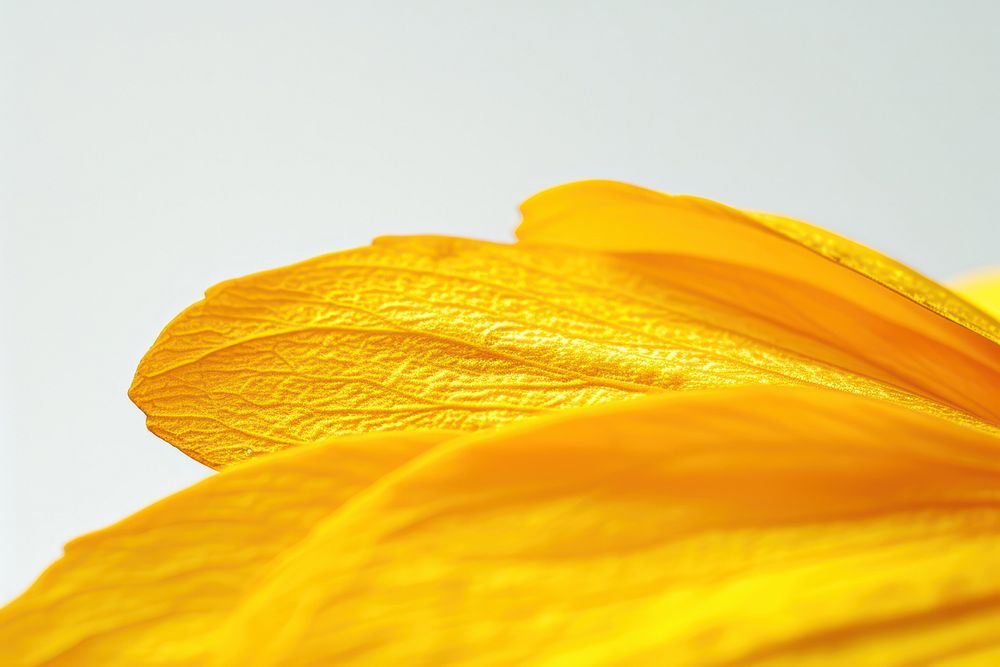 Sunflower petal backgrounds plant leaf.