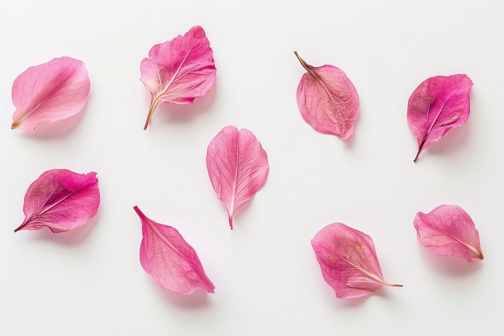 Ten pink petals flying flower plant leaf.