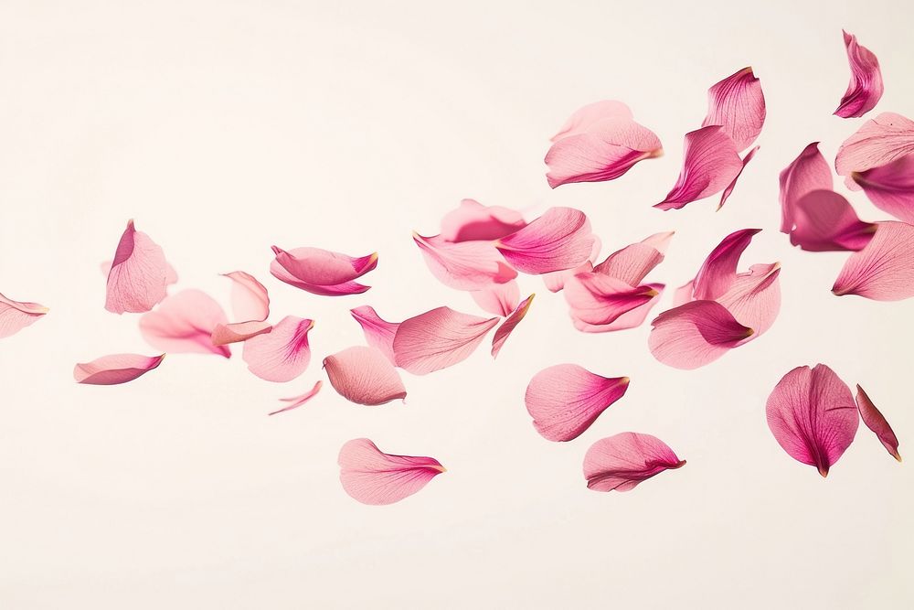 Ten pink petals flying backgrounds plant fragility.