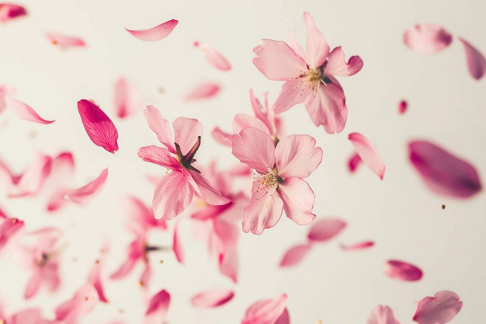 Pink sakura falling petals backgrounds blossom flower.