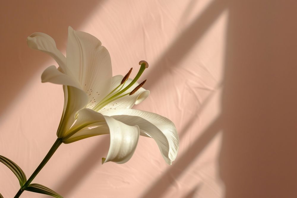 White lily flower petal plant pink.