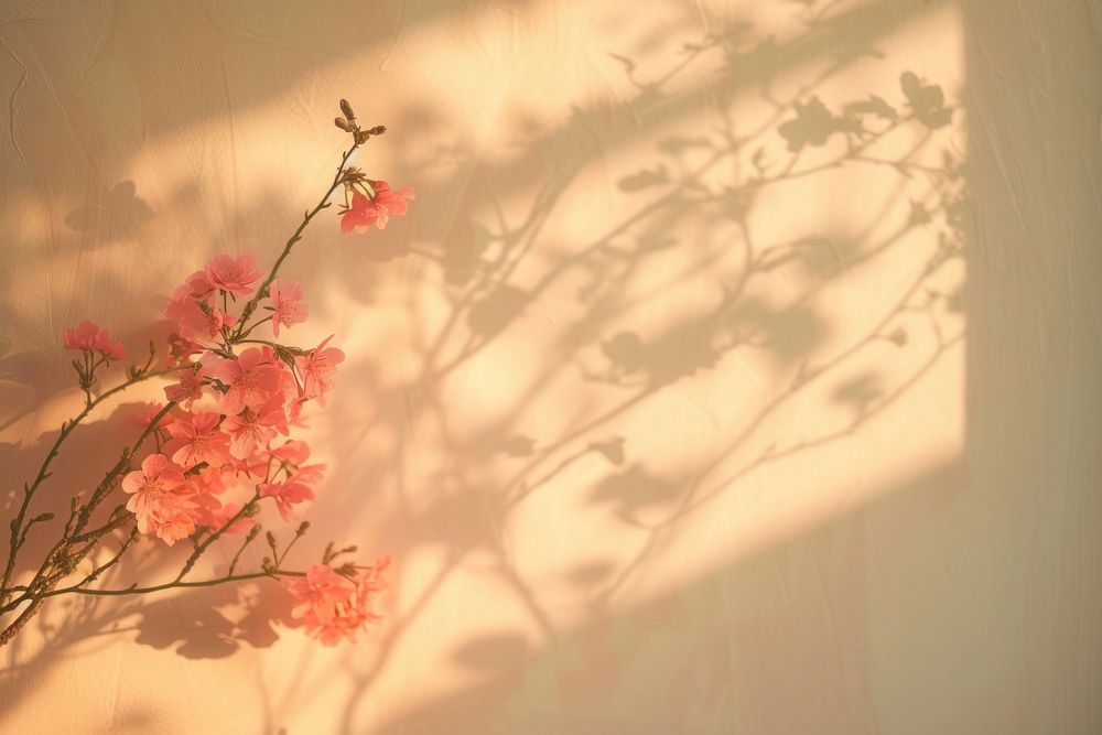 Flower bouquet blossom shadow plant.