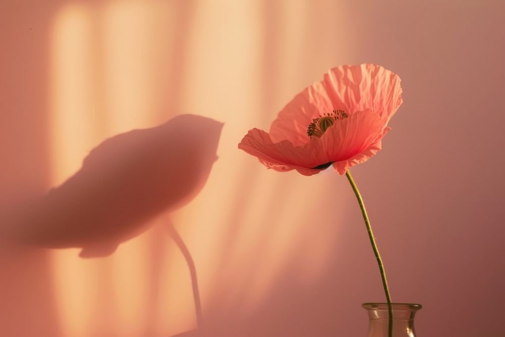 Poppy flower on a vase petal plant pink.