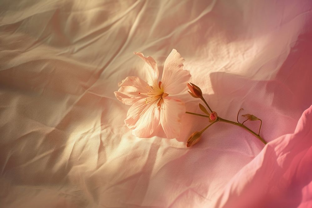 Flower on bed sheet petal plant pink.