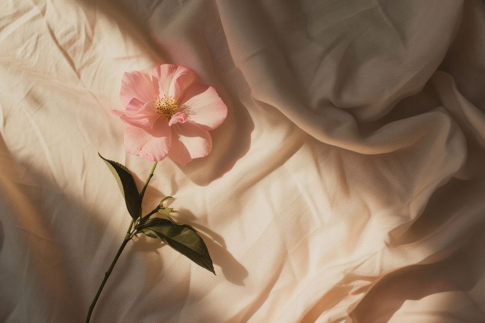 Flower on bed sheet petal plant rose.