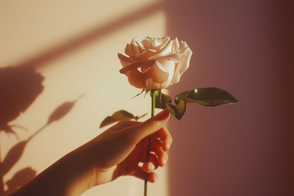 Hand holding rose flower shadow petal.