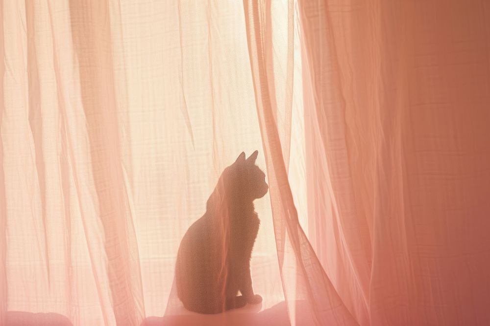 Shadow of cat under the curtain animal mammal pink.