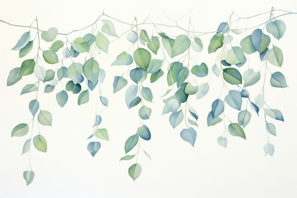 Eucalyptus leaves backgrounds hanging nature.
