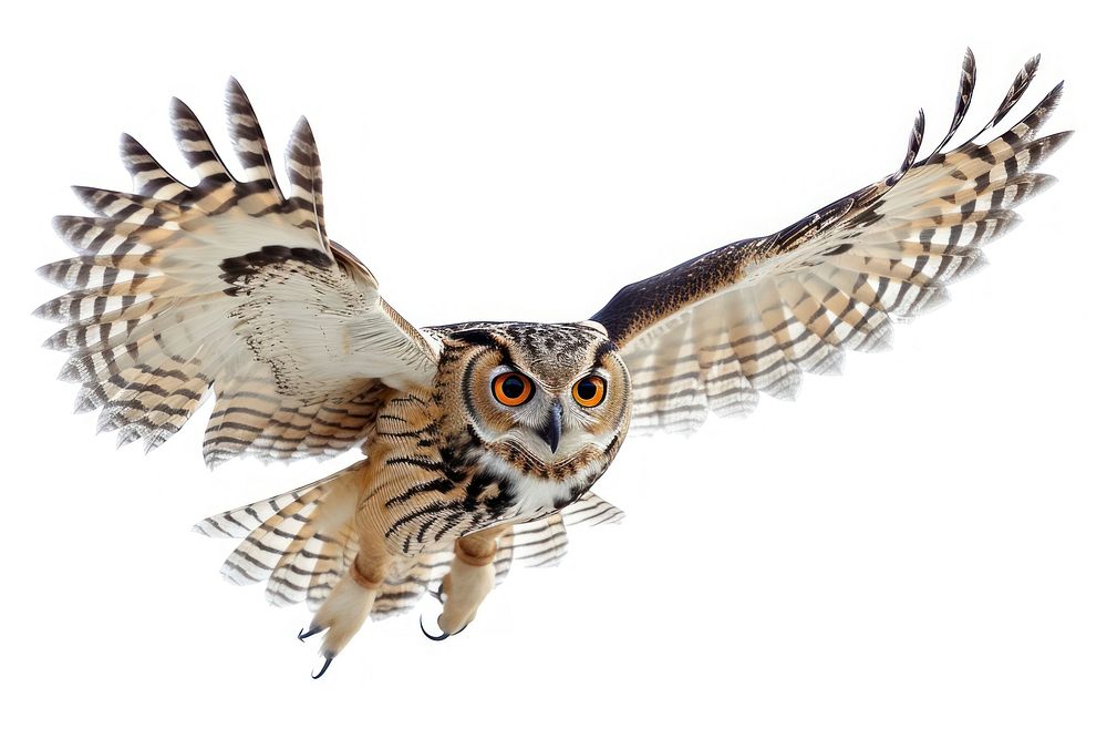 A photo of owl animal bird white background.