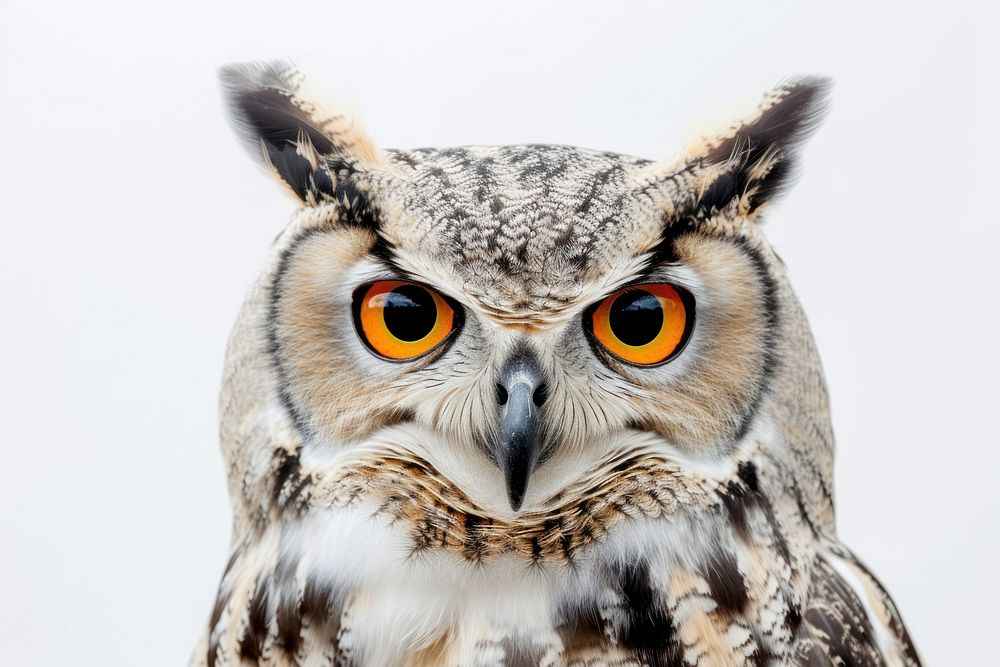 A photo of owl animal beak bird.