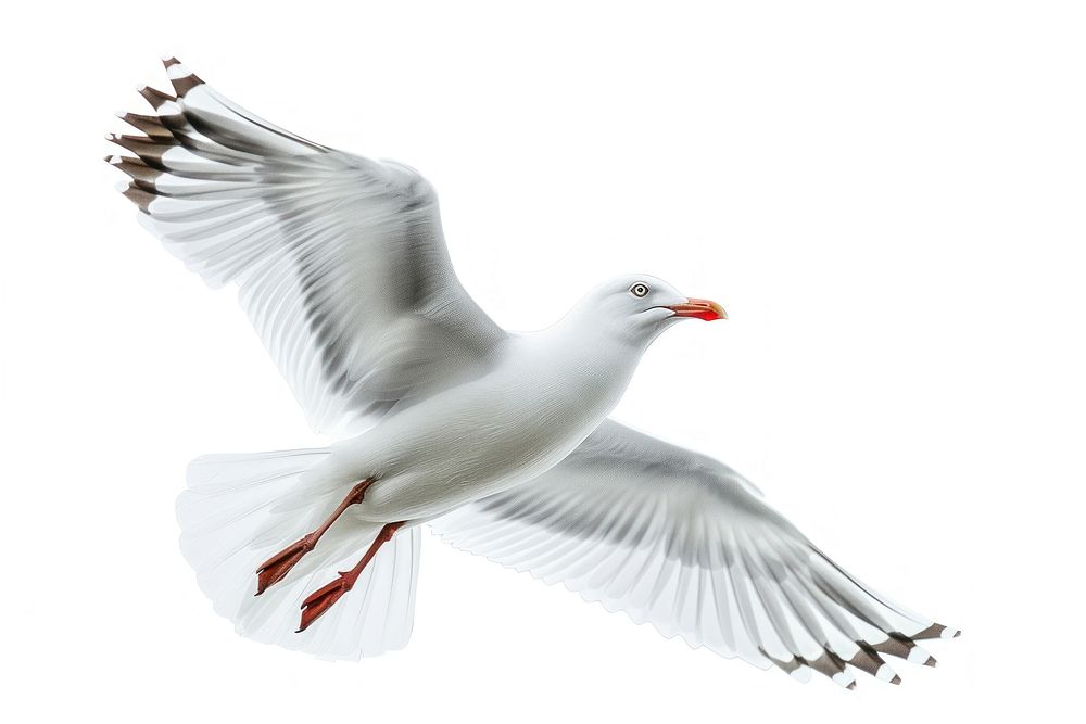 A seagull animal flying bird.