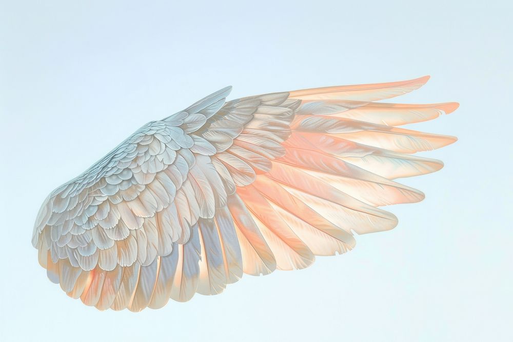 Pigeon wings bird feather lightweight.