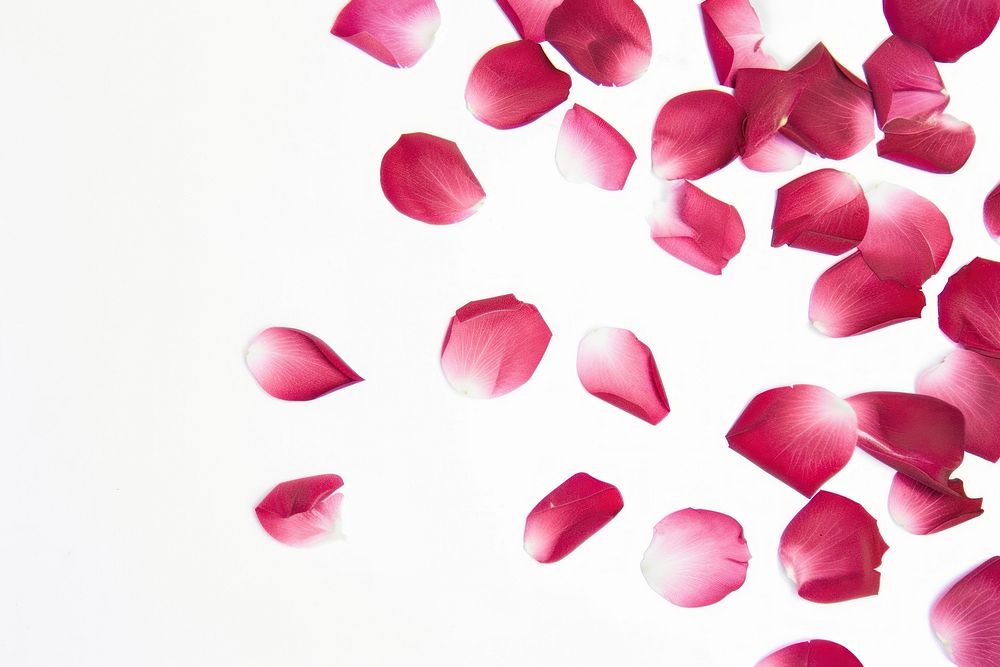Rose petals falling in the style of minimalist illustrator backgrounds flower plant.