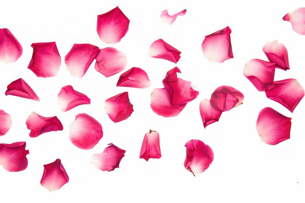 Rose petals falling in the style of minimalist illustrator backgrounds flower plant.