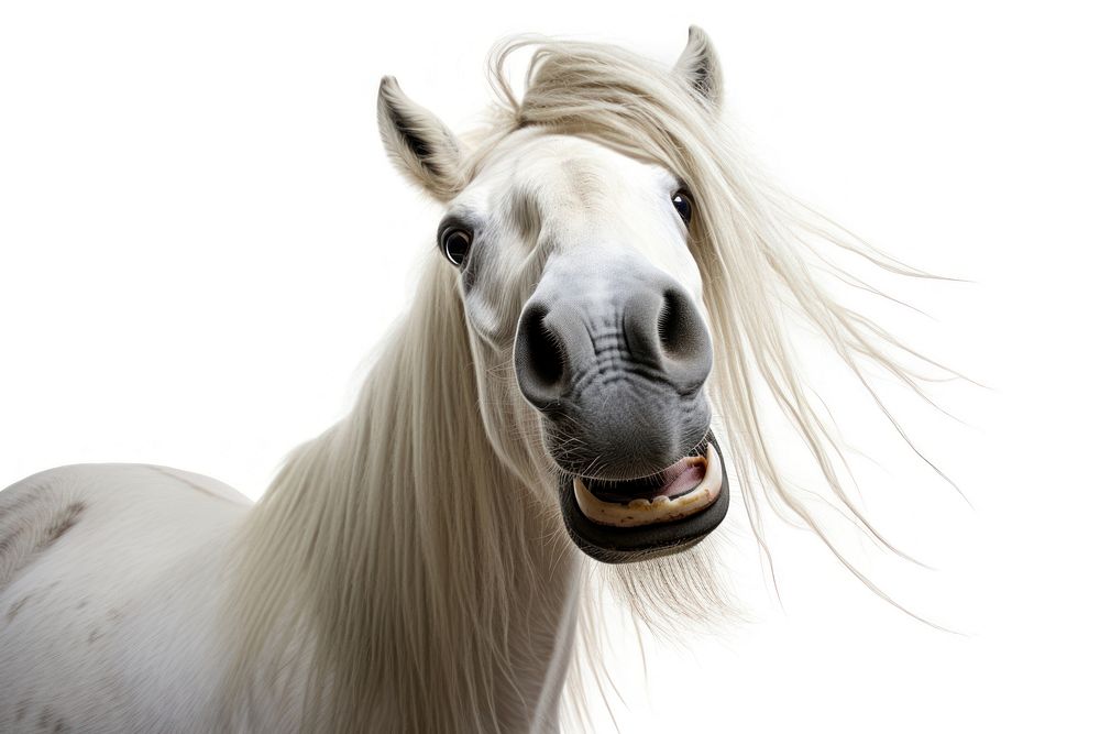 Selfie horse stallion animal mammal.