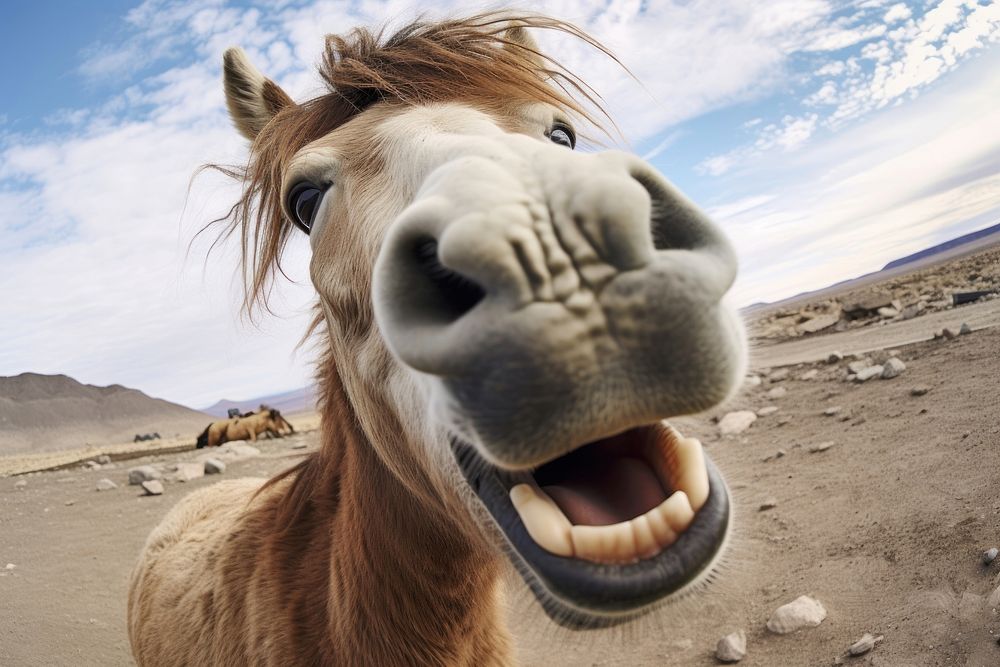 Selfie horse mammal animal livestock.
