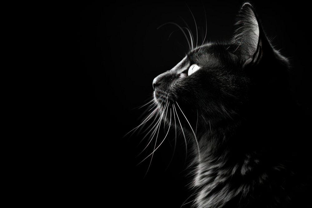 Black and white aesthetic cat photo animal mammal black.