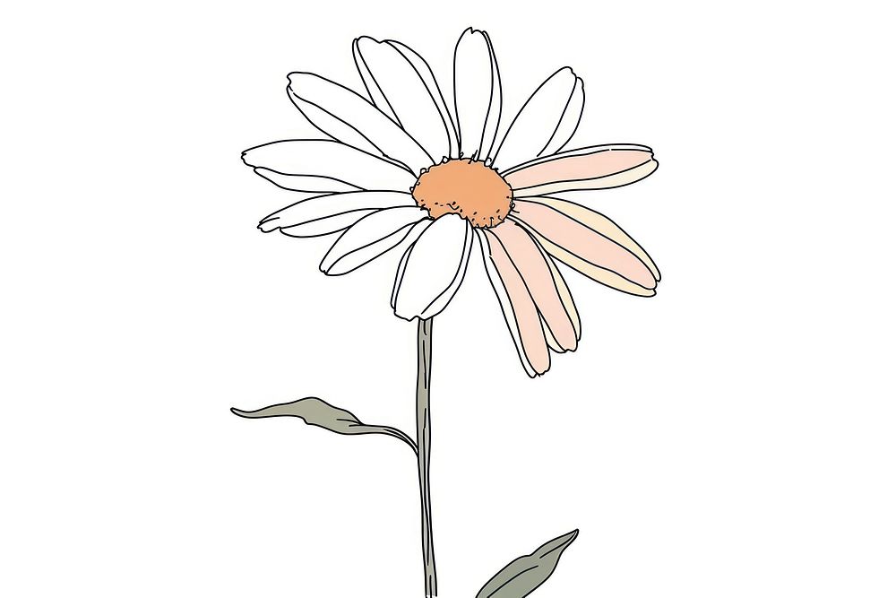 Continuous line drawing daisy flower plant white art.