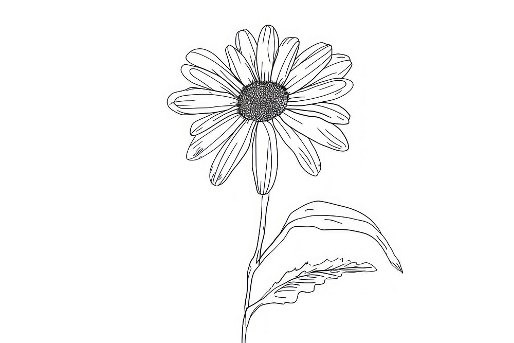 Continuous line drawing daisy flower sketch plant white.