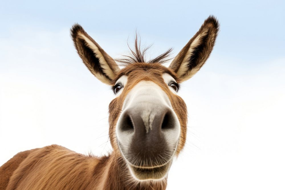 Donkey Selfie animal mammal horse.