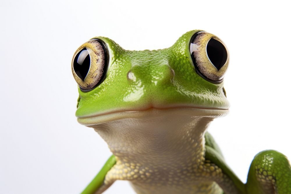 Frog Selfie amphibian wildlife reptile.