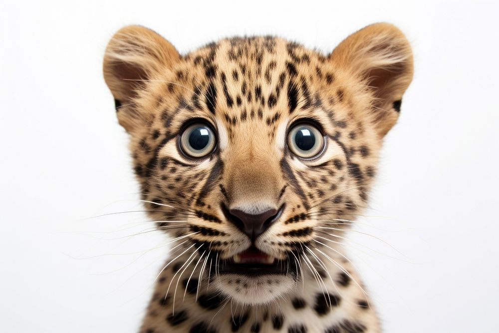 Leopard Selfie wildlife cheetah animal.