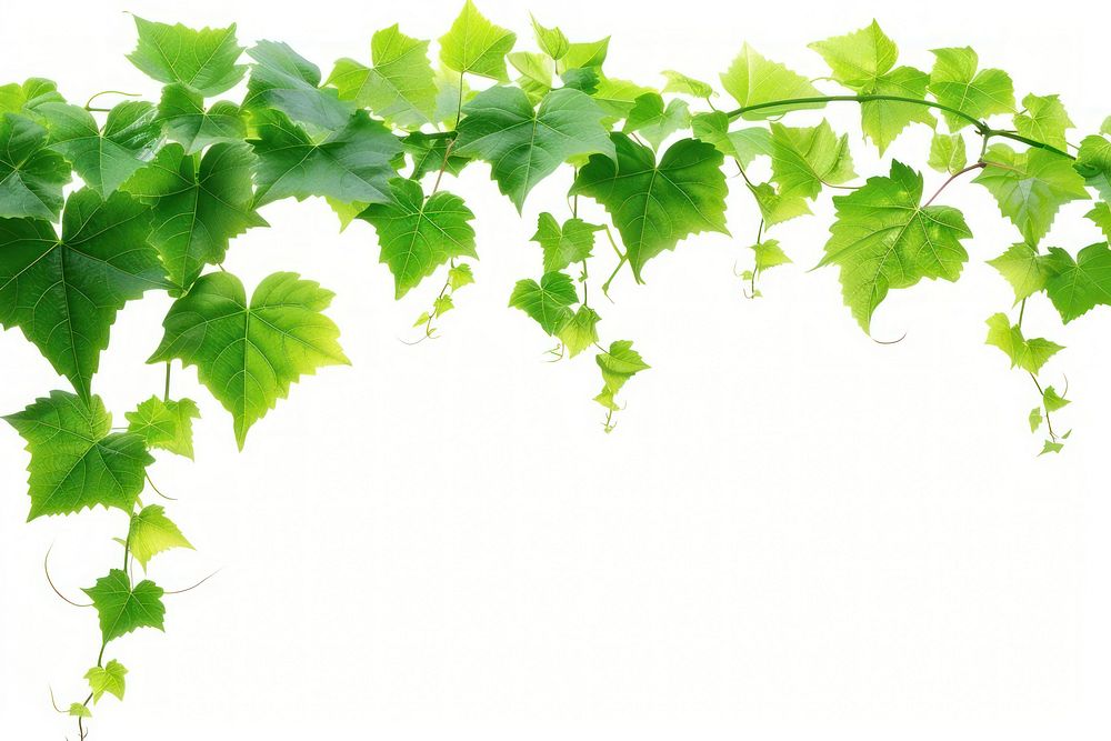 Photo of vine backgrounds plant green.