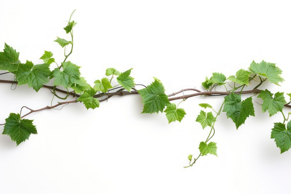 Photo of vine plant leaf white background.