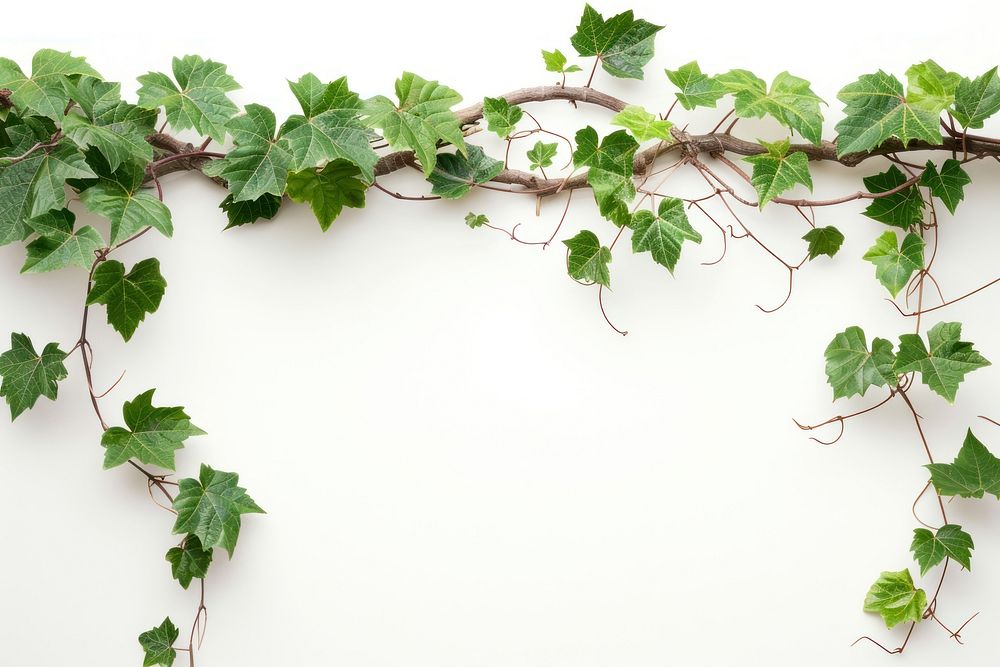 Photo of vine plant leaf ivy.