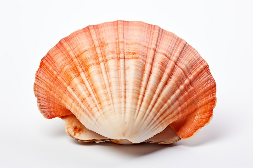 Shellfish seashell seafood clam.