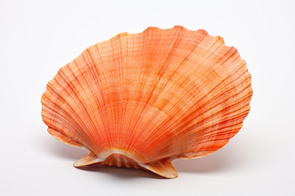 Shellfish seafood clam white background.