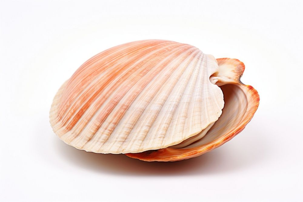 Shellfish seashell clam food.