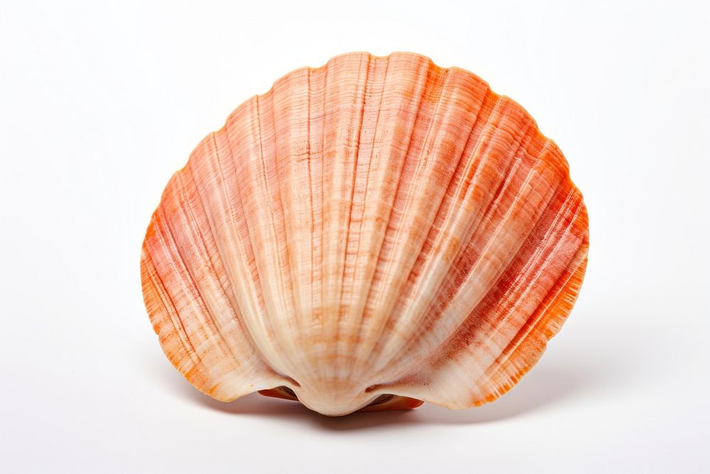 Shellfish seashell seafood clam.