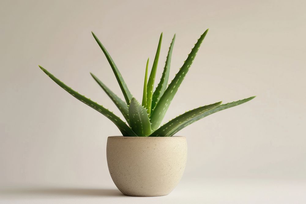 Aloe vera plant houseplant flowerpot.