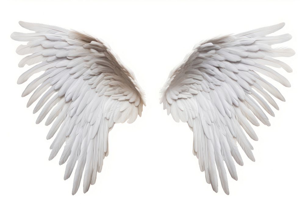 Pair of wings flying angel white.