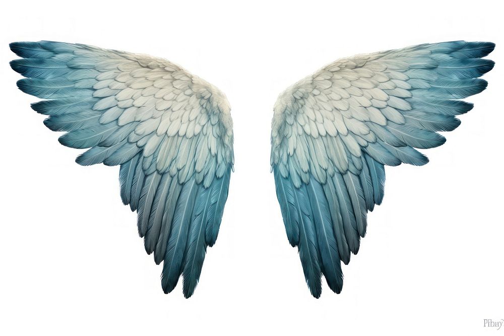 Pair of wings flying angel white.