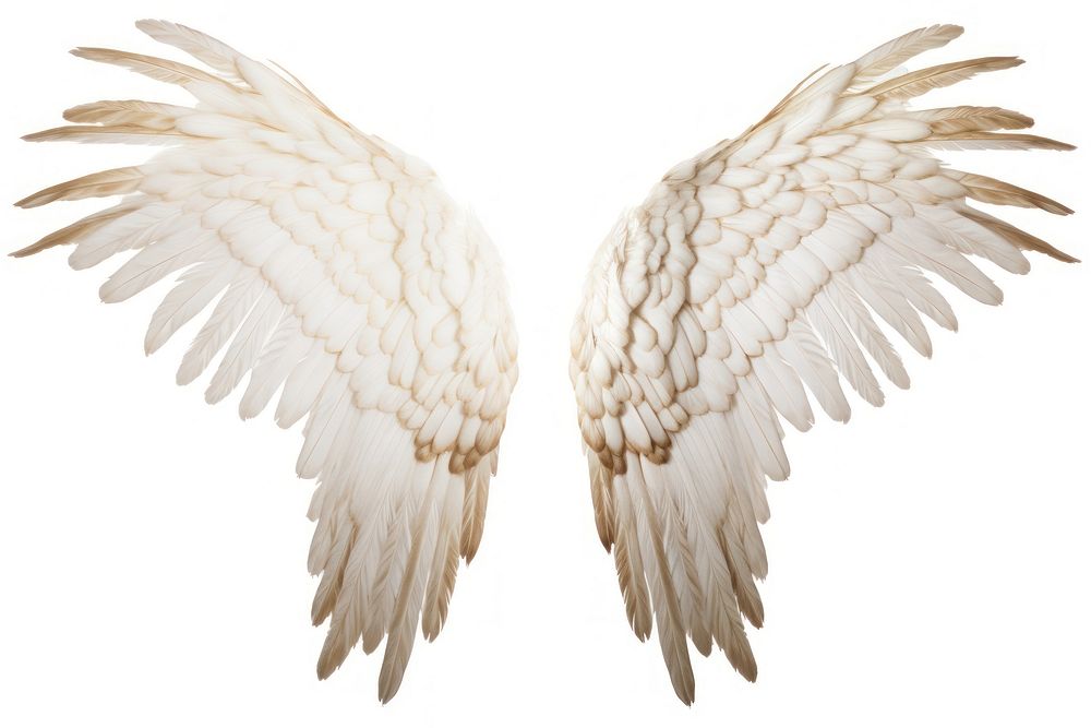 Pair of wings white bird white background.