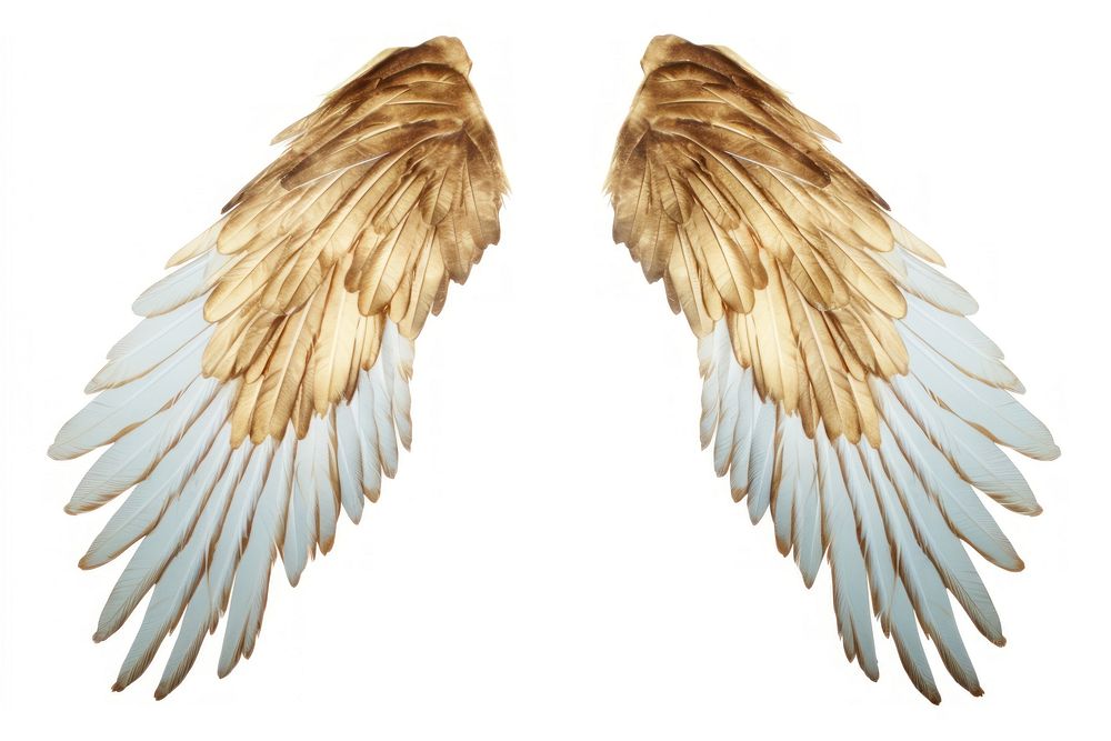 Pair of wings flying bird white background.