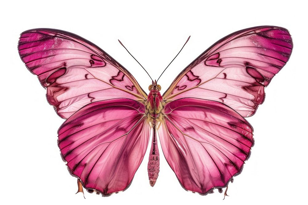 Pink butterfly animal insect white | Premium Photo - rawpixel