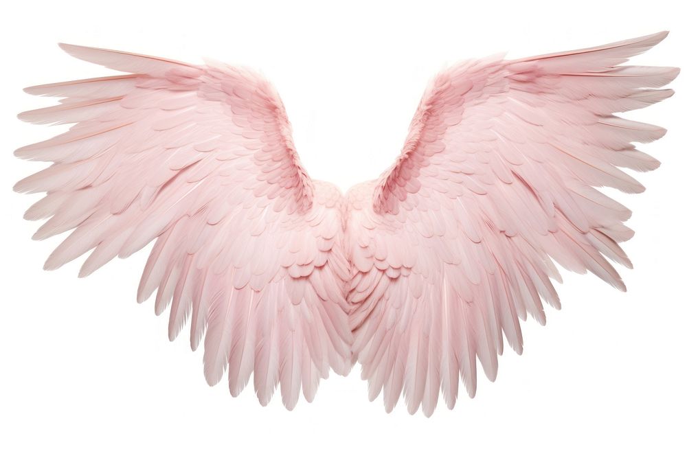 Pink wings flying bird white background.