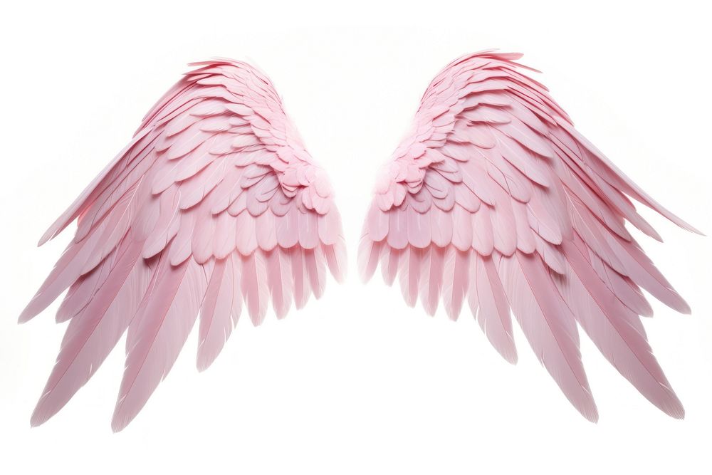 Pink wings bird white background lightweight.