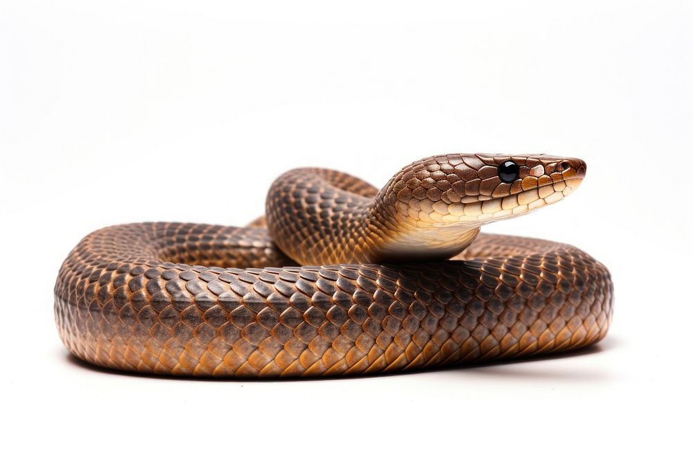 Indian cobra reptile animal snake.