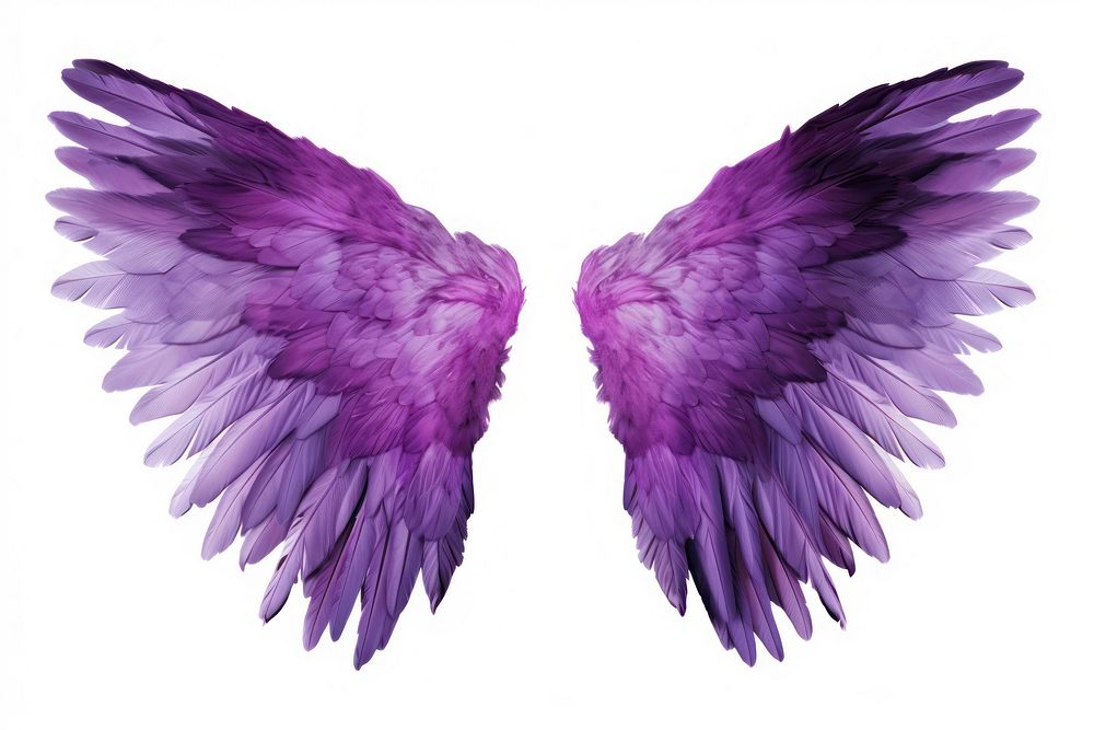 Purple wings angel bird white background.