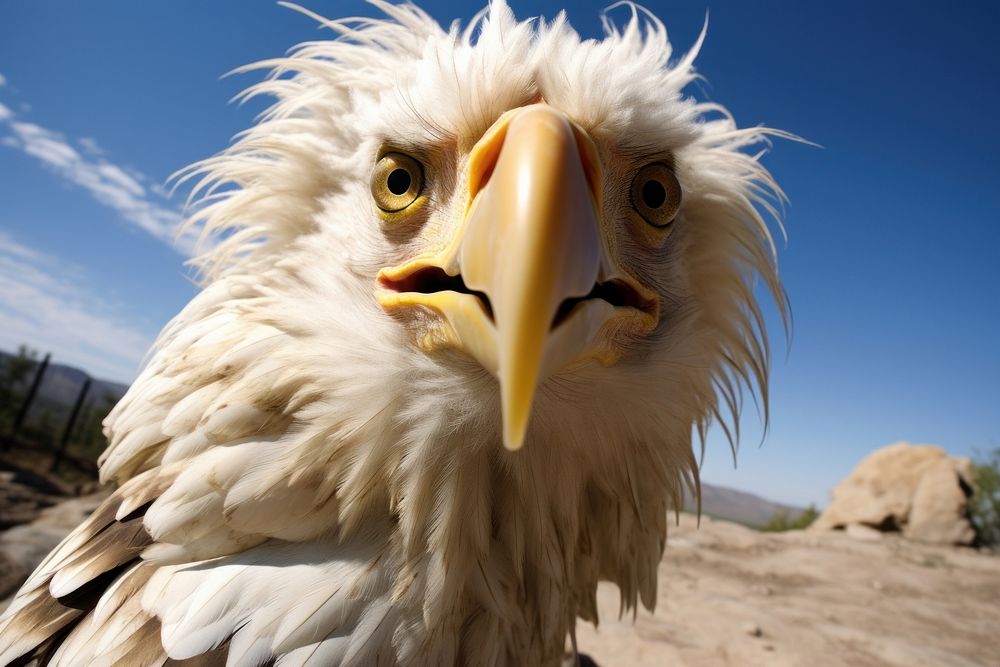 Selfie eagle animal bird beak.