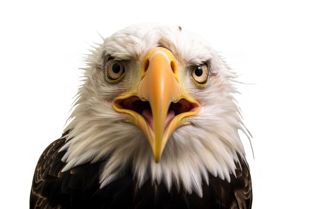 Selfie eagle animal beak bird.