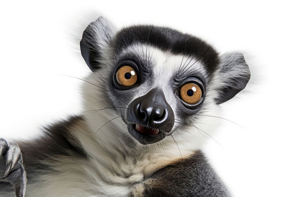 Selfie lemur wildlife animal mammal.
