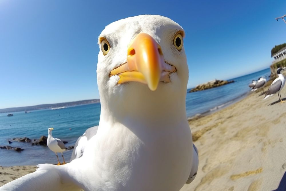Selfie seagull outdoors animal nature.