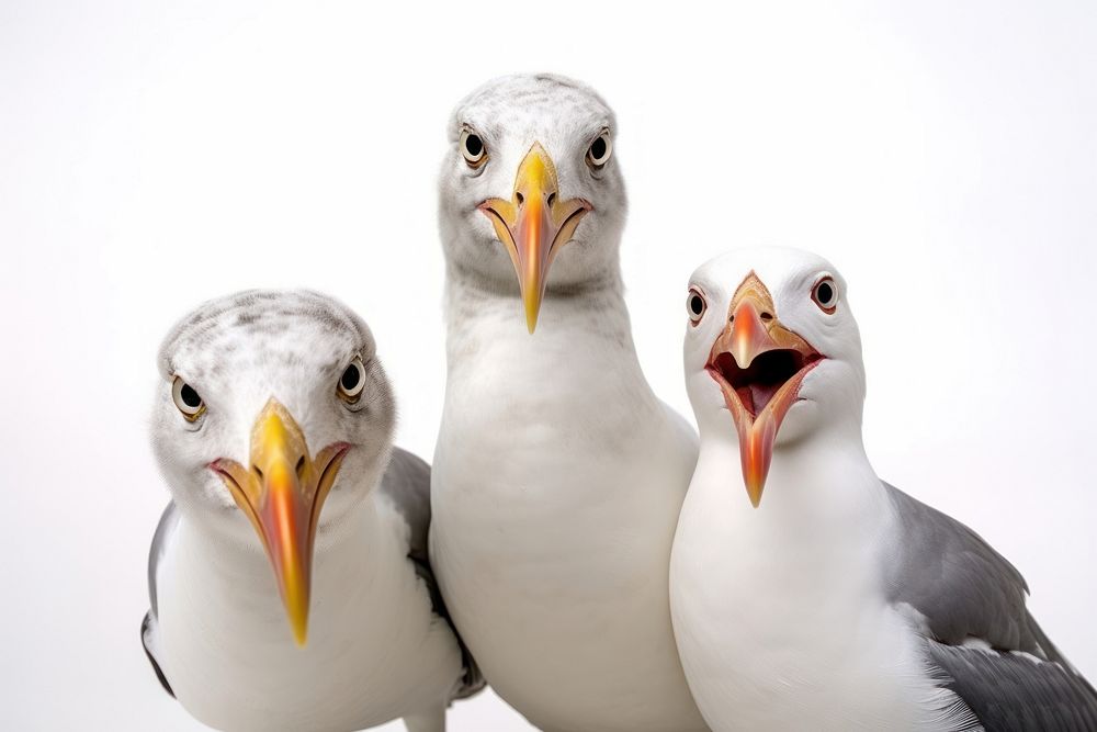 Selfie seagull family animal white bird.