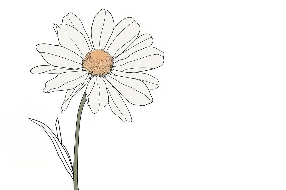 Single line drawing daisy flower plant white.