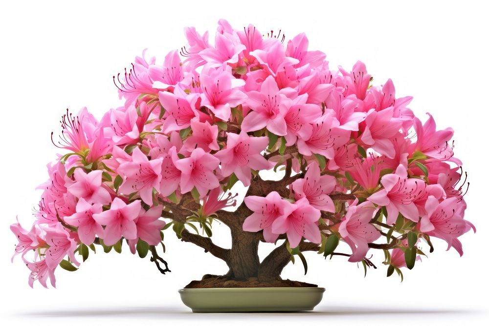 Azalea blossom flower bonsai.